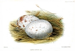 wedge-tailed eagle, eaglehawk, bunjil (Aquila audax)