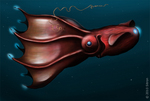 vampire squid (Vampyroteuthis infernalis)