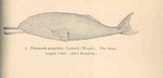 South Asian river dolphin (Platanista gangetica)