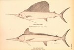 Indo-Pacific sailfish (Istiophorus platypterus), Atlantic white marlin (Kajikia albidus)