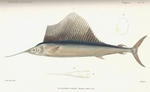 Indo-Pacific sailfish (Istiophorus platypterus)
