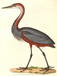 Goliath heron, giant heron (Ardea goliath)
