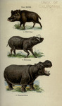 wild boar (Sus scrofa), Buru babirusa (Babyrousa babyrussa), common hippopotamus (Hippopotamus a...