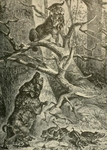 Eurasian lynx (Lynx lynx) & wild boar (Sus scrofa)