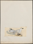 snow petrel (Pagodroma nivea)