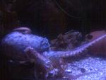 curled octopus (Eledone cirrhosa)
