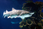 sand tiger shark, grey nurse shark (Carcharias taurus)