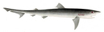 sand tiger shark, grey nurse shark (Carcharias taurus)