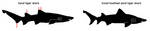 sand tiger shark (Carcharias taurus), smalltooth sand tiger (Odontaspis ferox)