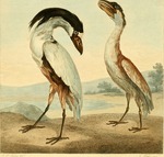 boat-billed heron, boatbill (Cochlearius cochlearius)