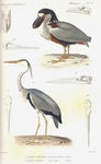 boat-billed heron (Cochlearius cochlearius), grey heron (Ardea cinerea)