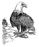 bald eagle (Haliaeetus leucocephalus)