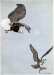 bald eagle (Haliaeetus leucocephalus), Osprey (Pandion haliaetus)