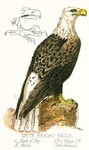 bald eagle (Haliaeetus leucocephalus)