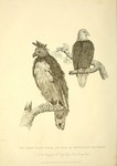 harpy eagle (Harpia harpyja), bald eagle (Haliaeetus leucocephalus)