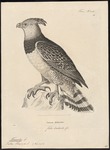 harpy eagle (Harpia harpyja)