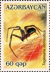 barn funnel weaver, domestic house spider (Tegenaria domestica)