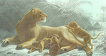 lion (Panthera leo)