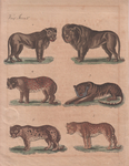 lion (Panthera leo), tiger (Panthera tigris), leopard (Panthera pardus), jaguar (Panthera onca)