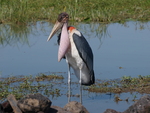 marabou stork (Leptoptilos crumenifer)
