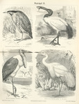 ...great bittern (Botaurus stellaris), African sacred ibis (Threskiornis aethiopicus), marabou stor