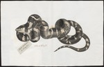 mangrove snake, gold-ringed cat snake (Boiga dendrophila)
