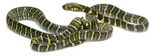 mangrove snake, gold-ringed cat snake (Boiga dendrophila divergens)
