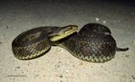 gulf salt marsh snake (Nerodia clarkii clarkii)