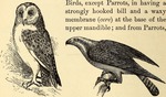 barn owl (Tyto alba), osprey (Pandion haliaetus)