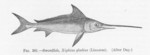 swordfish (Xiphias gladius)
