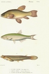 ...tench or doctor fish (Tinca tinca), common bleak (Alburnus alburnus), largescale four-eyed fish 