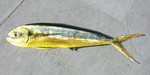 mahi-mahi, common dolphinfish (Coryphaena hippurus)