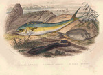 common dolphinfish (Coryphaena hippurus), live sharksucker (Echeneis naucrates), whitemargin uni...