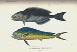 black ruff (Centrolophus niger), common dolphinfish (Coryphaena hippurus)