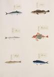 ...se whiting (Sillago japonica), spiny red gurnard (Chelidonichthys spinosus), red barracuda (Sphy