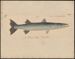 European barracuda (Sphyraena sphyraena)
