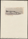 European barracuda (Sphyraena sphyraena)