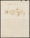 red mullet (Mullus barbatus)