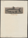 European chub (Squalius cephalus)