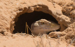 desert monitor (Varanus griseus)