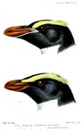 erect-crested penguin (Eudyptes sclateri), Fiordland crested penguin (Eudyptes pachyrhynchus)