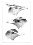 southern rockhopper penguin (Eudyptes chrysocome), macaroni penguin (Eudyptes chrysolophus), Fio...