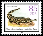 false gharial (Tomistoma schlegelii)