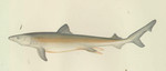 great white shark (Carcharodon carcharias)