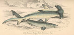 smooth hammerhead (Sphyrna zygaena), tope shark (Galeorhinus galeus)