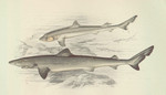 school shark, tope shark (Galeorhinus galeus)