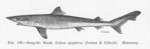 school shark, tope shark (Galeorhinus galeus)