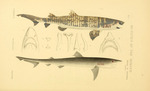 tope shark (Galeorhinus galeus), sand tiger shark (Carcharias taurus)