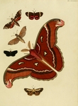 parce sphinx moth (Callionima parce), Atlas moth (Attacus atlas), Curoba sangarida, white-tipped...
