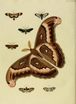 Atlas moth (Attacus atlas), Ordishia rutilus, Cosmosoma pheres, Antichloris eriphia, Pelochyta a...